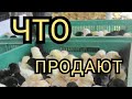 #влог//Какую Птицу Продают на Рынке в Краснодаре?//Птичий Рынок в Краснодаре//Жизнь на Кубани.