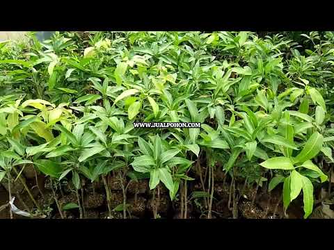 Jual Bibit Mangga Harumanis Genjah Berkualitas