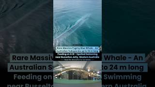 Rare Massive Pygmy Blue Whale Spotted near Busselton Jetty - Western Australia | 24 m Long