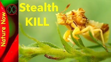 Stealth Assassin - Jagged Ambush Bug