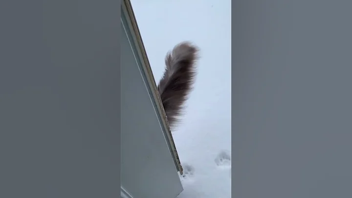 Watch the video about Big fluffy MaineCoon kitty | toes beans in the snow | funny cat reels videos | #shorts