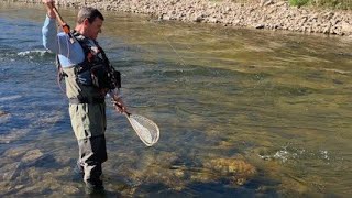 Dry Fly Fishing Ants: How and When to Start Dry Fly Fishing Ants