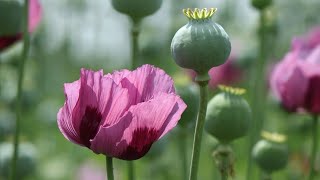 Opioid Analgesics Meperidinepathidine Pharmacology.