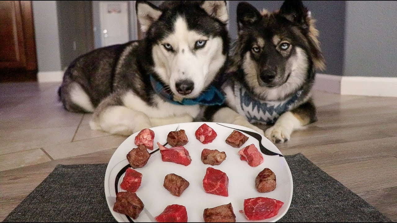 what can huskies eat