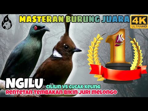 Masteran Cililin Jernih vs Cucak Keling / Jalak Keling _ Masteran Murai