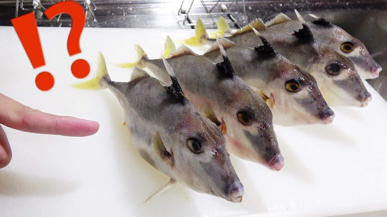 直立する魚 銀色に輝く色違いのカワハギのさばき方 ギマ Youtube