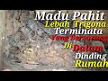 Lebah Trigona yang mempunyai madu pahit