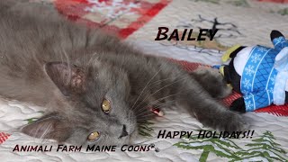 Bailey, A Maine Coon Kitten, Enjoying Her First Holiday!