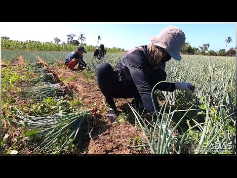 Video: Mga Sibuyas: Naghahanda Para Sa Pag-aani