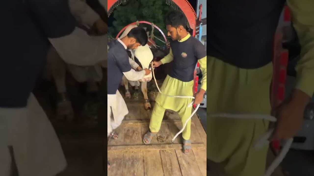 SAIM AYUB KY GHAR QURBANI KY JANWARON KI UNLOADING