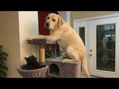 No Script. No Training. Just Pure Animal Nonsense. | Ultimate Pet Comedy 🤣