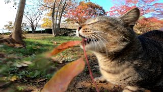 腰トントンに堪らず枯れ葉に噛み付く野良猫がカワイイ