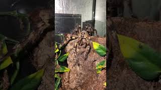 Poecilotheria Ornata With Her Fangs Full.