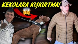 Tarlabaşinda Pi̇tbulla Kekolara Kişkirtma Ortalik Karişti