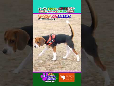 まーくん先輩とうまく遊べるかな【ビーグル子犬成長日記】
