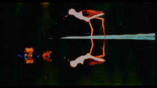 Woody Goss ft. Secret Bad Boy - Black-Winged Stilt (Official Music Video)