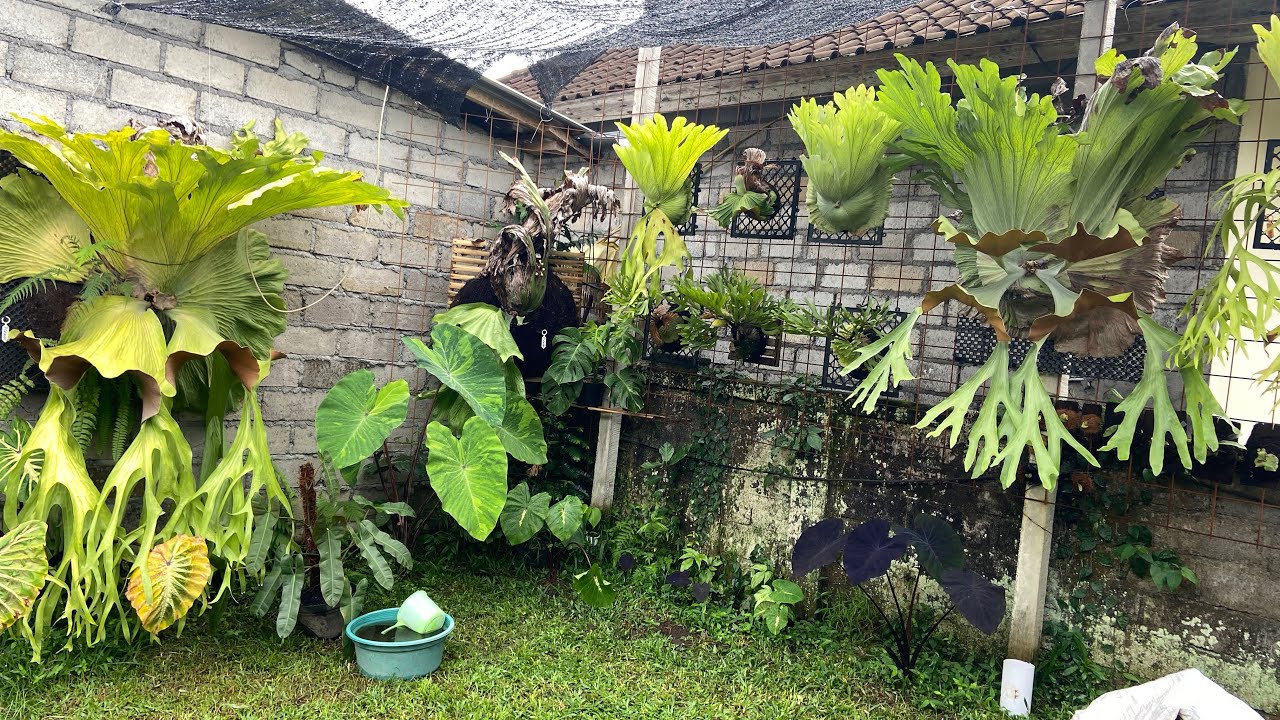 REVIEW UPDATE platycerium sdsgarden