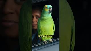 Sassy Parrot Roasts Cops During Traffic Stop