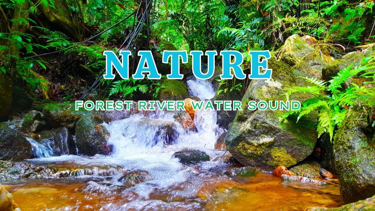 Relaxing Water Sounds for Sleeping - Natural Calm Forest River Music ...