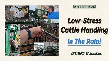 Low Stress Cattle Handling In The Rain!