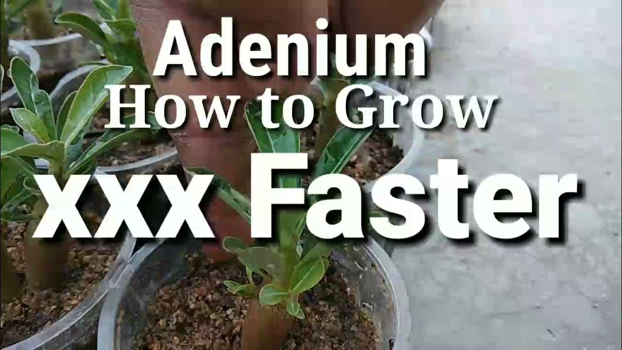 How to grow adenium faster by seeds YouTube