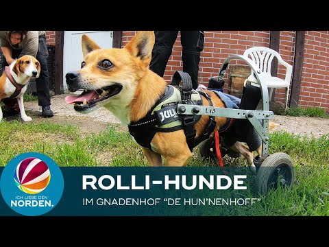 Rolli-Hunde: Besuch auf dem Gnadenhof „De Hun&rsquo;nenhoff“