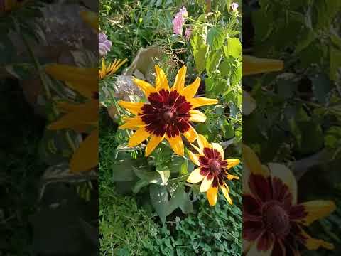 Video: Rudbeckia Bitkilerinde Siyah Noktalar - Black Eyed Susan'da Benekli Yaprakların Tedavisi