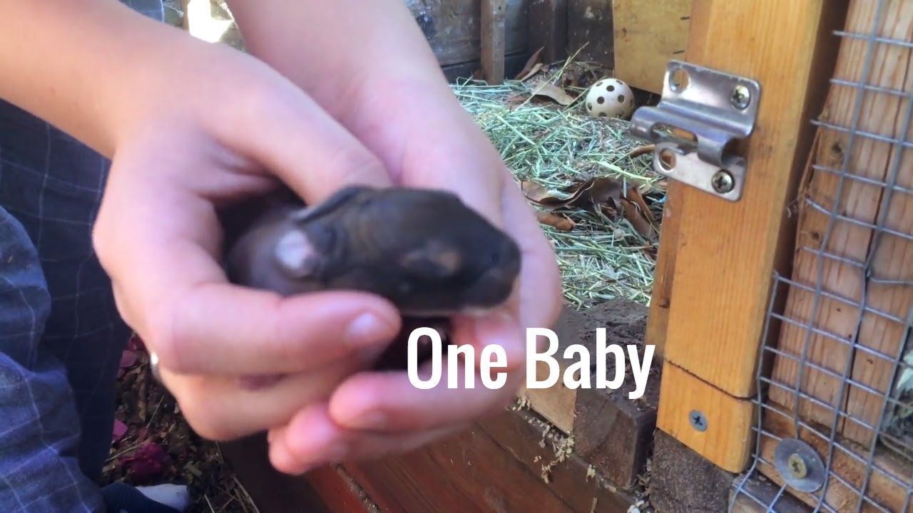 These Rabbit Parents Share One Baby Bunny - YouTube