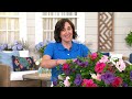 Cottage Farms 1pc Cocktail Smoothie Rose of Sharon Live Plant on QVC