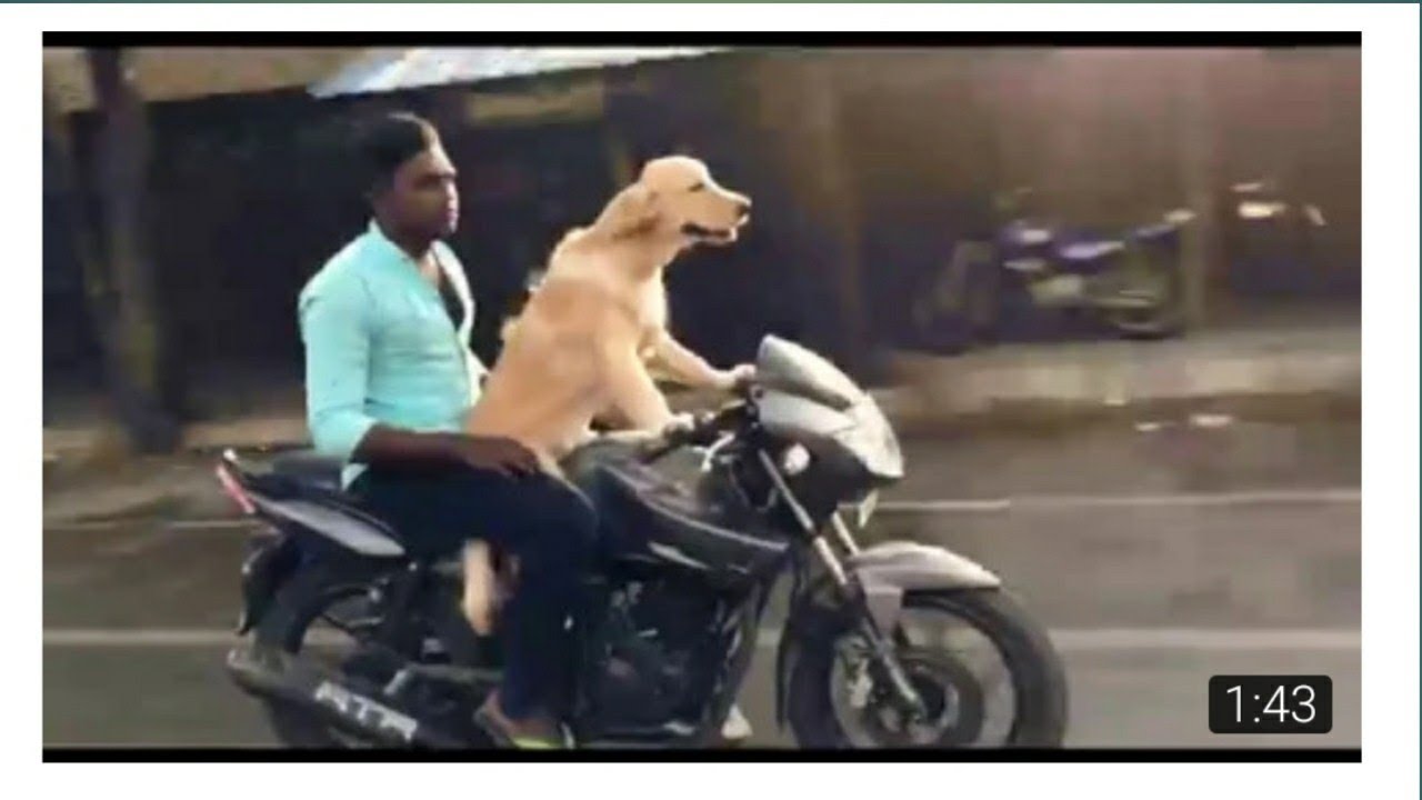 Dog Driving the Bike, amazing facts - YouTube