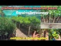 🌱 Premium Grafted MacadamiaPlants Available Now!#GraftedMacadamia #MacadamiaPlants #MacadamiaFarming