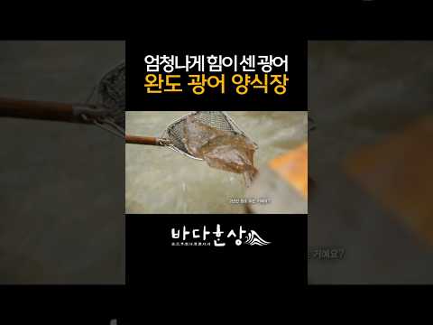 완도 광어의 펄떡임에 제대로 제압 당한 셰프 <strong>레이먼킴</strong>! 양식 광어가 왜 이렇게 센 거야? #완도 #광어 #양식 #<strong>레이먼킴</strong>