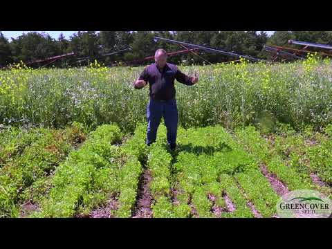 Video: Maklumat Crimson Clover: Ketahui Cara Menanam Crimson Clover Di Taman