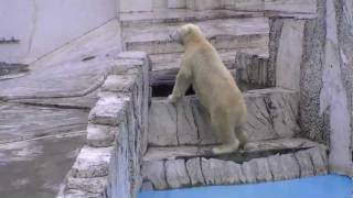 暴風雨の中でも遊ぶホッキョクグマ~Polar Bear plays in rain storm