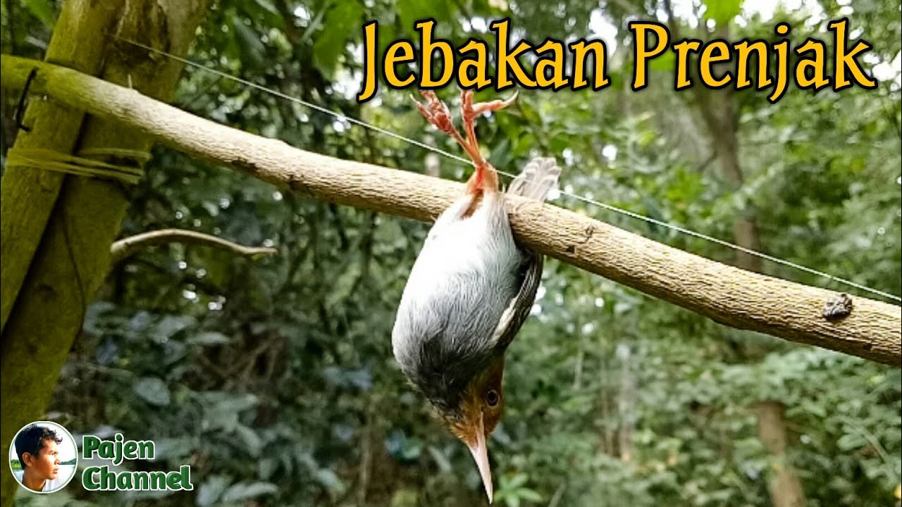 Jebakan Burung Prenjak Dan Semua Jenis Burung Kecil 
