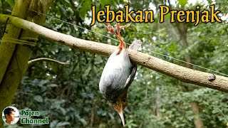 Jebakan Burung Prenjak Dan Semua Jenis Burung Kecil