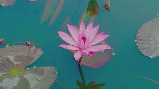 The Dhammapada: 32 - The Heedful Are In The Presence Of Nibbana