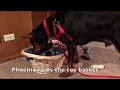 Phoenix raids the toy basket Phoenix raids the toy basket