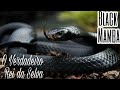 Cobra Mamba Negra--O Verdadeiro Rei da selva - Mata Leões em segundos [Black Mamba]