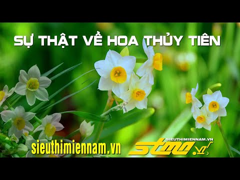 Video Cách Cắm Hoa Thủy Tiên Trong Nước | Sự Thật Về Hoa... - youtube