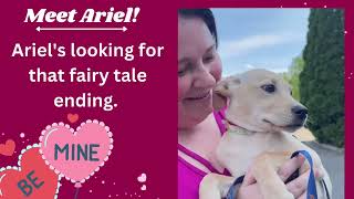 Puppies available for adoption in CT!!