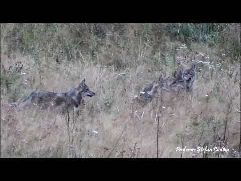 Haită de lupi în județul Neamț la Ocolul Silvic Tarcău din cadrul Romsilva