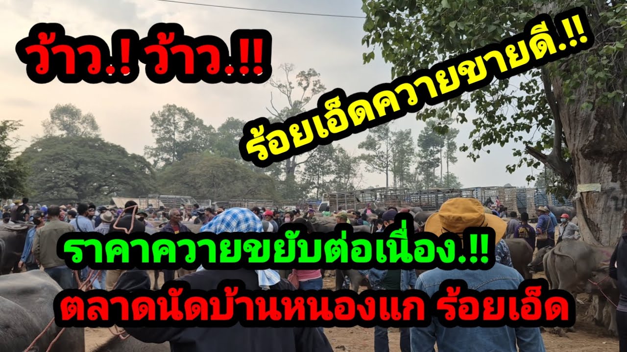 ราคาควายวันนี้ เปิดราคาควายล่าสุดวันนี้ สำรวจราคาควายตลาดนัด