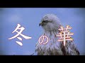Winter Flowers(Wild Birds)『冬の華(野鳥)』