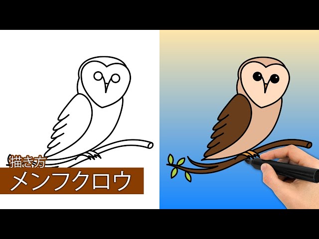 メンフクロウの描き方|簡単なステップバイステップの描画