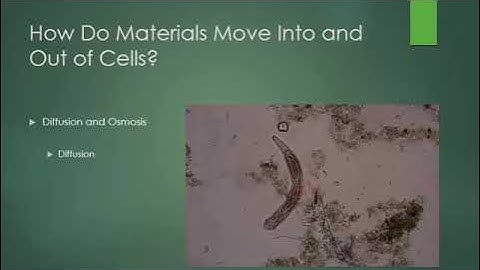 Life Science Chapter 1 Lesson 4 Video The Cell in its Environment