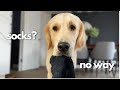 My golden retriever explains why dogs steal our socks