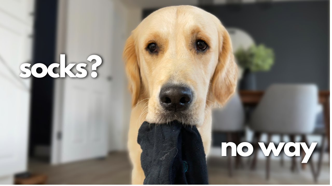 My Golden Retriever Explains Why Dogs Steal Our Socks YouTube