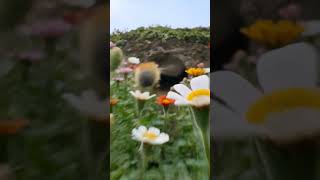 animal video kids wow#pets #funny #cartoon #alphabet #power#songs #ai #cat