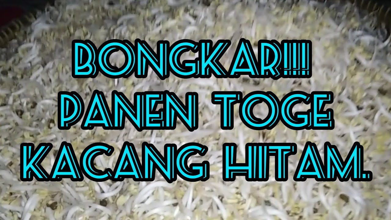 Cara Memanen Toge Kacang Hitam Berkualitas.